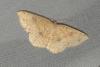 Cyclophora porata